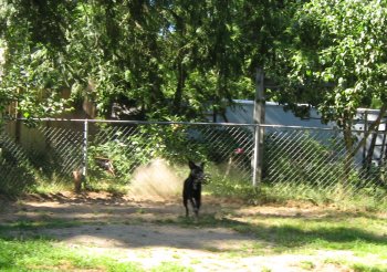 I love to play with my ball and run as fast as I can.