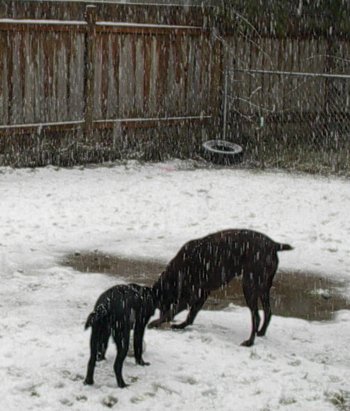 It's Snowing!!!!