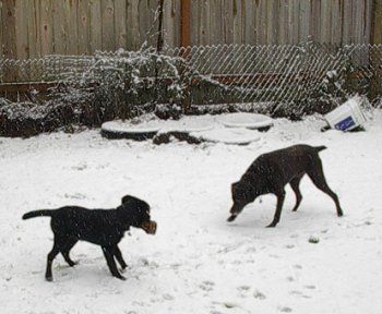More playing in the snow.
