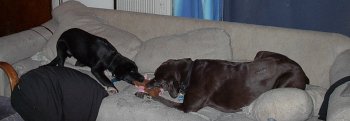 Tuggie Toy!!