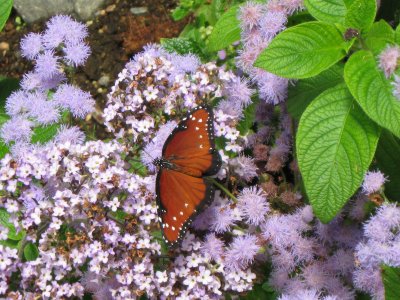 Butterfly