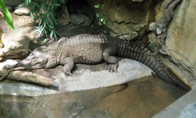 Dwarf Alligator