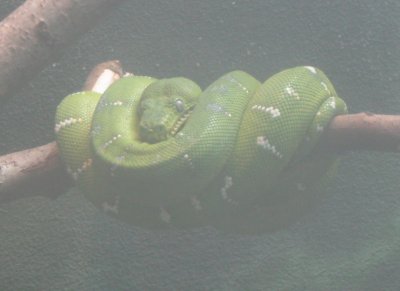 Emerald Tree Boa