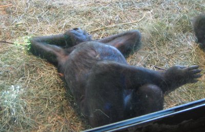Lazy Gorilla