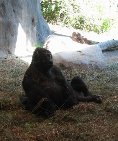 More gorillas