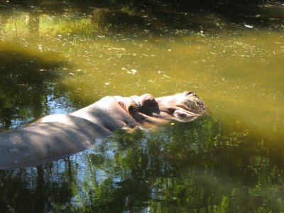 Hippo