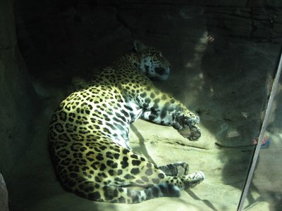 Jaguar