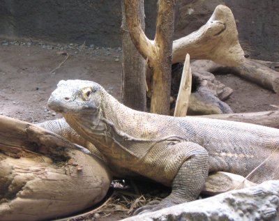Komodo