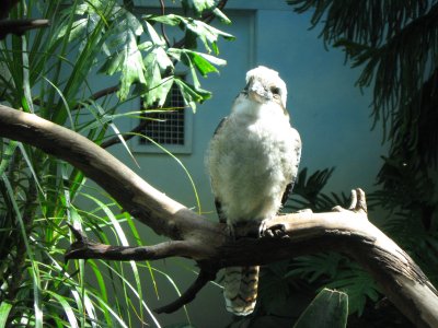 Kookaberra sits in the old gum tree.....