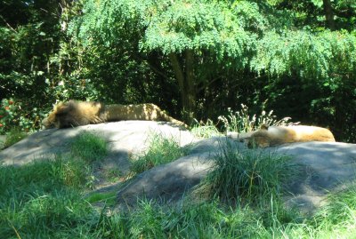 Lions laying in the sun.