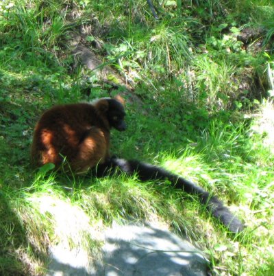 Lemur