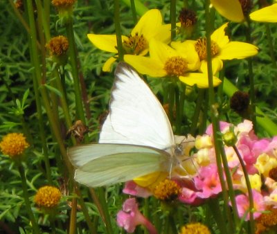Moth