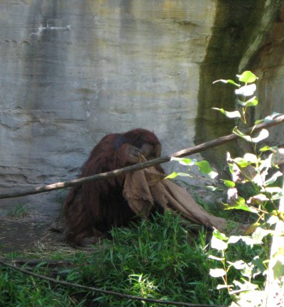 Orangatan
