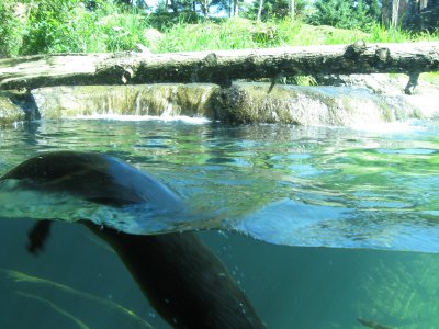 Otters