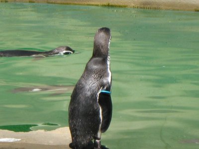 Penguins