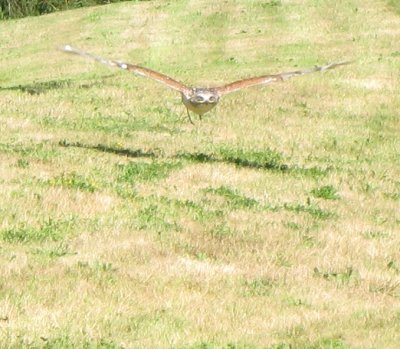 Hawk