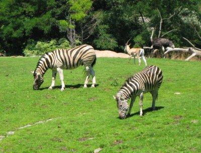 Zebras on the savanah