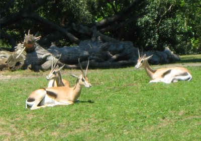 gazelles