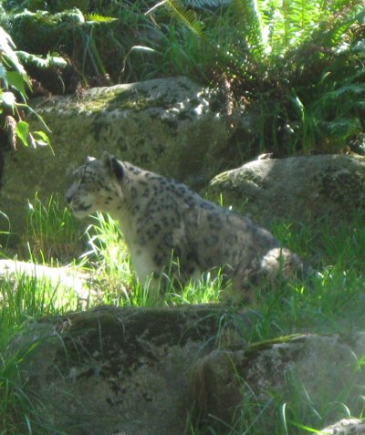 Snow Leopard