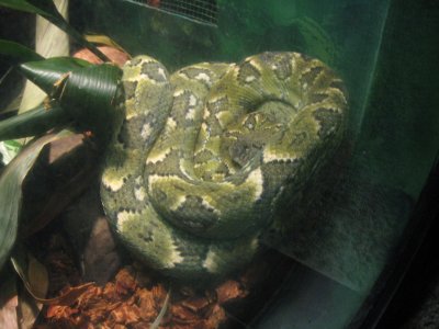 Madagascar Tree Boa