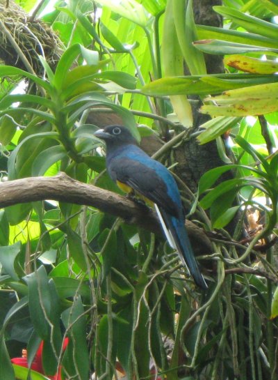 Tropical Bird