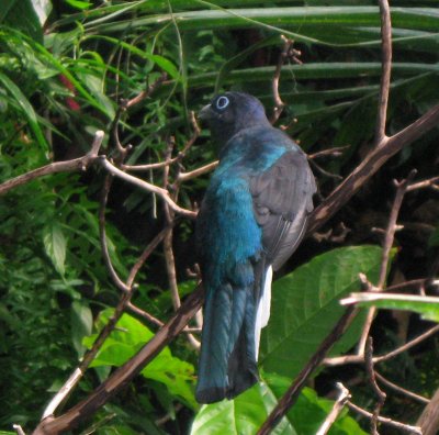 Same bird