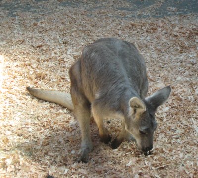 Wallaroo