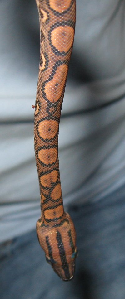 Baby Snake