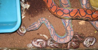 Baby snakes