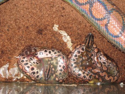 Two babies