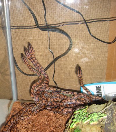 Babies getting together to climb.