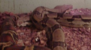 Kaya and Bete