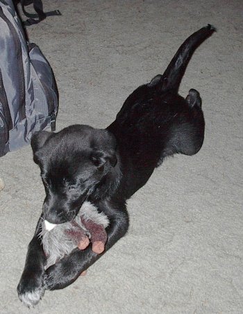 Kill the toy!