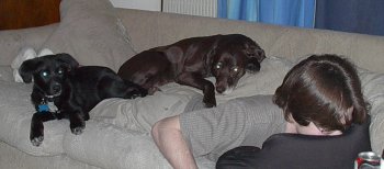 Puppies as blankets