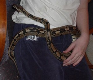 Younger Ball Python