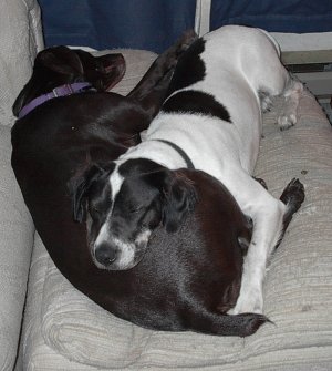 Cocoa and Oreo, Best Buddies
