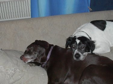 Cocoa pillow