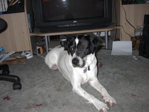 Oreo behind my chair