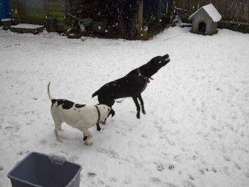 Playing in the snow