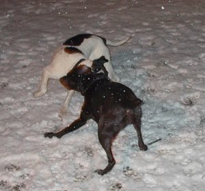 Puppy Wrestling