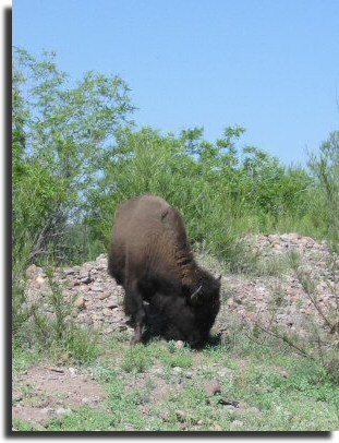Buffalo