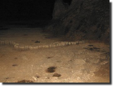 Dam Formation