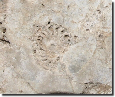 Fossil by the path