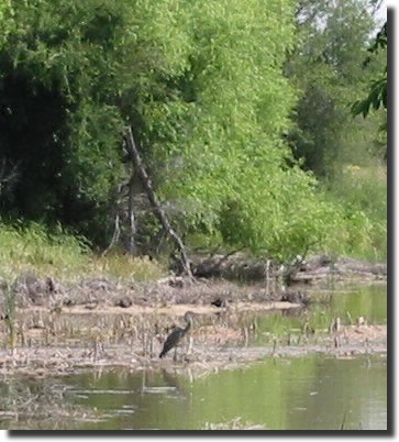 Heron