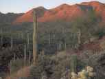 cacti