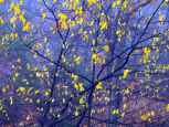 beech