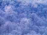 hoarfrost