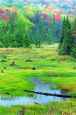 meadow