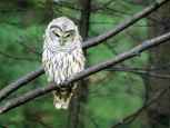 owl