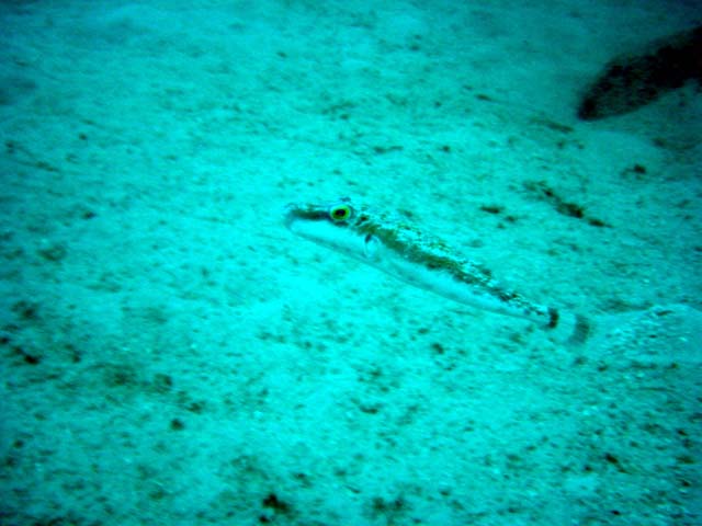 Dsc00020